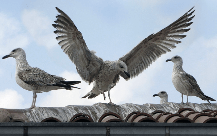 servicio-control-aves-lima-peru-03